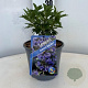 Caryopteris cland. Grand Bleu 30-40 cm 2,0L