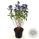 Caryopteris cland. Grand Bleu 30-40 cm 2,0L