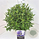 Caryopteris cland. Grand Bleu 40-50 cm 10L