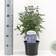 Caryopteris cland. 'Heavenly Blue' 30-40 cm 2,0L