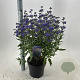 Caryopteris cland. 'Thetis' 40-50 cm 5,0L