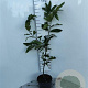 Castanea sativa 60-80 cm 5,0L
