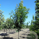 Castanea sativa 10-12 HO draadkluit