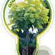 Catalpa bignonioides 'Aurea' 120 cm stam 7,5L
