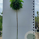 Catalpa bignonioides 'Nana' 200 cm stam 20L 10-12