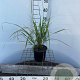 Calamagrostis acut. 'Karl Foerster' 30-40 cm 2,5L