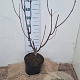 Catalpa erubescens 'Purpurea' 80-100 cm 7,5L