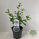 Ceanothus del. 'Gloire de Versaille 30-40 cm 2,0L