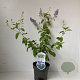 Ceanothus del. 'Gloire de Versaille 30-40 cm 2,0L