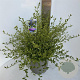Ceanothus El Dorado 40-50 cm 5,0L