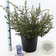 Ceanothus 'Emily Brown' 40-50 cm 10L