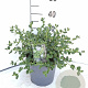 Ceanothus griseus 'Yankee Point' 40-50 cm 5,0L