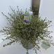 Ceanothus impressus 'Cool Blue' 40-50 cm 5,0L