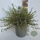 Ceanothus impressus 'Cool Blue' 40-50 cm 5,0L