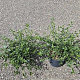 Ceanothus thyrsiflorus repens 25-30 cm 2,0L