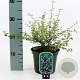 Ceanothus thyrsiflorus repens 25-30 cm 2,0L