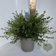 Ceanothus thyrsiflorus repens 40-50 cm 5,0L