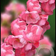 Chaenomeles sup. Pink Trail 40 cm 10L