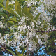 Chionanthus retusus 80-100 cm 10L