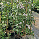Clematis 'Mayleen' 150-175 cm 5,0L