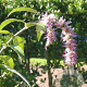 Comanthosphace dependens 100-125 cm 40L struik