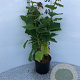 Corylus avellana 100-125 cm 2,0L
