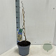 Corylus a. 'Contorta' 60-70 cm 5,0L