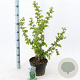 Corylus a. 'Scooter' 60-70 cm 5,0L