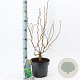 Corylus a. 'Scooter' 60-70 cm 5,0L