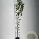 Betula pendula 100-125 cm 2,0L