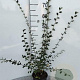 Cotoneaster franchetii 60-80 cm 2,0L
