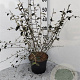 Cotoneaster franchetii 100-125 cm 2,0L