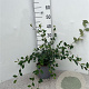 Cotoneaster lacteus 40-60 cm 2,0L
