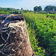 Crataegus monogyna 60-80 cm 5,0L