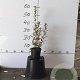 Deutzia gracilis 30-40 cm C1.5