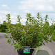Deutzia gracilis 60-80 cm 10L
