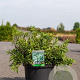 Deutzia gracilis 'Nikko' 40-50 cm 10L
