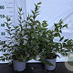 Deutzia rosea 40-60 cm 2,0L