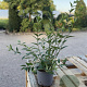 Deutzia rosea 40-60 cm 2,0L