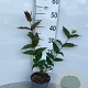 Diervilla splendens 60-80 cm 2,0L