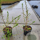 Escallonia 'Donard Seedling' 20-25 cm 5,0L