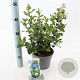Escallonia 'Iveyi' 30-40 cm 2,0L