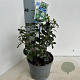 Escallonia 'Iveyi' 30-40 cm 2,0L