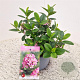 Escallonia laevis Pink Elle 25-30 cm 2,5L