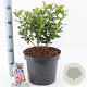 Escallonia laevis Pink Elle 25-30 cm 7,5L