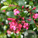 Escallonia 'Red Dream' 30-35 cm 10L