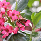 Escallonia rubra macrantha 30-40 cm 5,0L