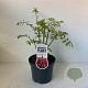 Euonymus alatus 40-50 cm 3,0L
