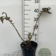 Euonymus alatus 40-50 cm 3,0L