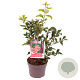 Euonymus alatus 40-50 cm 3,0L